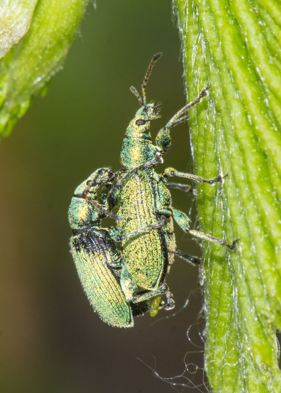 Curculionidae: Phyllobius maculicornis